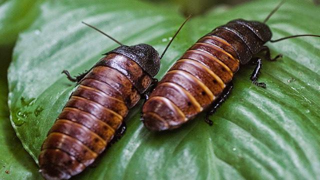 The Fascinating Cockroach English Reading Exercise Intermediate Level Bitgab