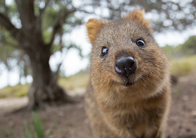 Quokkas: The Happiest Animals in the World · English reading exercise  (intermediate level) | bitgab