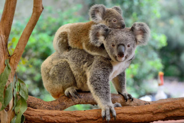 Koalas · Ejercicio de inglés (lectura, nivel avanzado) | bitgab Koalas · Ejercicio de inglés (lectura, nivel avanzado) | bitgab
