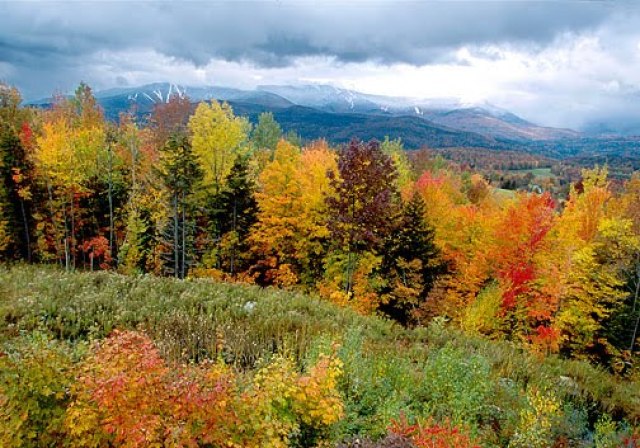 Temperate Deciduous Forests · English reading exercise (intermediate