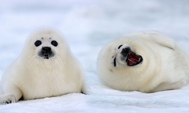 Harp seal